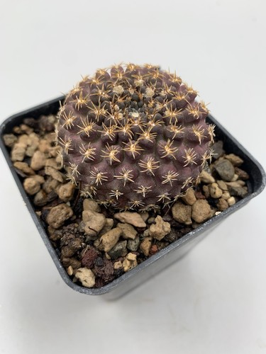 Eryosice napina spinosior - v.,