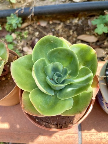 Echeveria mandala pianta - echeveria, –